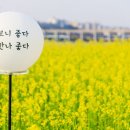 설렘 폭발 '서래섬 유채꽃 축제'…업고 튈 사람 없어도 추천 이미지