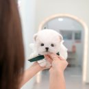 부산강아지분양 미유펫 이미지