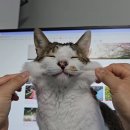 생일이개 이미지