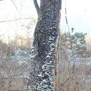황금산조경