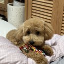 몽살롱 이미지