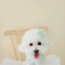 시크펫 그루밍 이미지