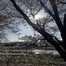 도로변(개봉로 4) | 4월 5일 조치원 벚꽃구경 한적한 벚꽃구경 명소! 조천변벚꽃길 주차