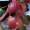 조성원예산지유통센터 | 프랑스 무화과 품종 '승정도후인' = 마스이도후인'의 도입 유래