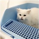 복실이와나비