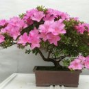 강원도립화목원 이미지