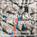 주식회사올레전자 | [제주도 백패킹 Day1] '순수함의 회복'