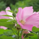 정원야생화 이미지