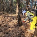 울진소나무 이미지