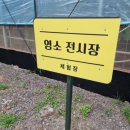 소나무 흑염소 목장 네이버블로그