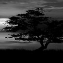 꿈꾸는 나비 이미지