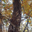 경남건재 | 자연산 송담(거피한 생재) 4세트 판매 합니다. (절편 무료)