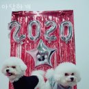 아담하개 이미지