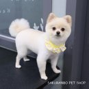 사쿠란보애견샵