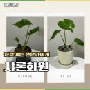 샤론화원 | 충주 화원 “샤론화원” 분갈이 후기