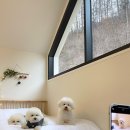 도그하우스 이미지