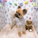 아지양이 펫샵 이미지