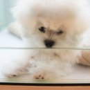 이정훈 강아지 이미지