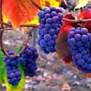 대광교회 이미지