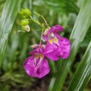 경기둘레길 양평28코스 | 경기둘레길 28코스 양평구간 *몰운고개~갈운1리 증골정류장* (25.08.26) 우중걷기