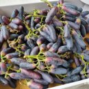 들꽃나라농장 이미지