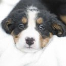 강아지집 이미지