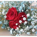 꽃그리고 이미지