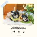 씨유관교인하로점 | 반려견 양모펠트 미니어처 제작 후기 서동묘 반려견 인형