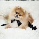 시니어 동물병원 이미지