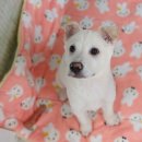 [입소] 조이 이미지
