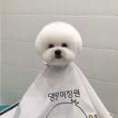 댕댕미장원 이미지