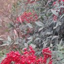 평림수정 이미지