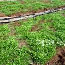 천지마늘 이미지