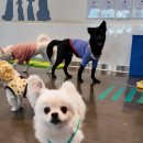 상일 쓰담쓰담 동물병원 이미지