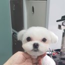 스담멍스 이미지