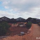 하도조아 이미지