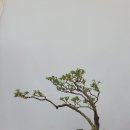 홍장