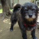 멍멍이집 이미지