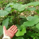 양지농장2 이미지