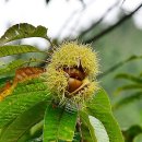 최창순 농장 이미지