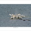 고니 - 수성구 | 고니