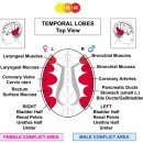 측두엽 이미지