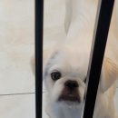 루다네 까까 이미지