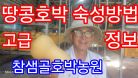 땅콩호박 숙성방법/버터넛스쿼시 저장방법/땅콩호박이 건강 식재료로 뜨고있다 #참샘골호박농원
