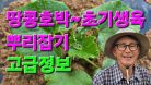 땅콩호박 모종 뿌리잡기/버터넛스쿼시/호박모종 초기생육 관리방법 #참샘골호박농원 