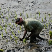 "인도, 비료 부족 우려에 러시아 등과 수입량 확대 협상 중"