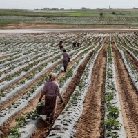 이란 전쟁으로 비료 공급 차질…전세계 식량 부족 경고음