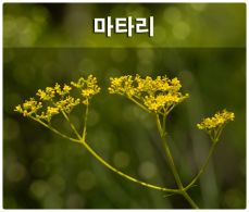 꽃이야기 이미지