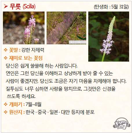 [꽃말 모음/탄생화] 무릇 (Scilla) - 5월 31일