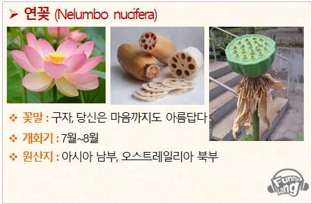 [꽃말모음/꽃말] 연꽃 (Nelumbo nucifera) - 10월8일